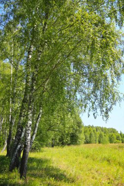 Ormanın kenarında güzel huş ağaçları, yaz manzarası