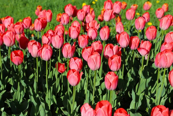 Krásné Šarlatové Tulipány Osvětlené Sluncem Jarním Parku — Stock fotografie