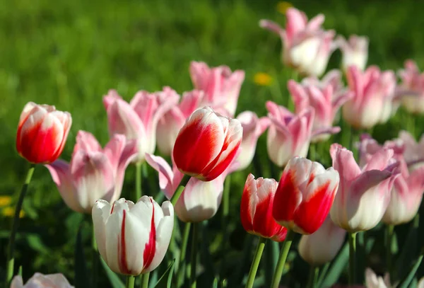 Piękne Czerwone Różowe Białe Tulipany Oświetlone Słońcem Wiosennym Parku — Zdjęcie stockowe