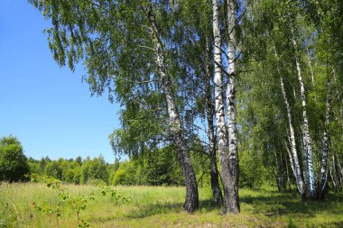 Ormanın kenarında güzel huş ağaçları, yaz manzarası