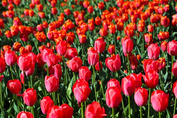 Vackra Scharlakansröda Tulpaner Upplysta Solen Vårparken — Stockfoto