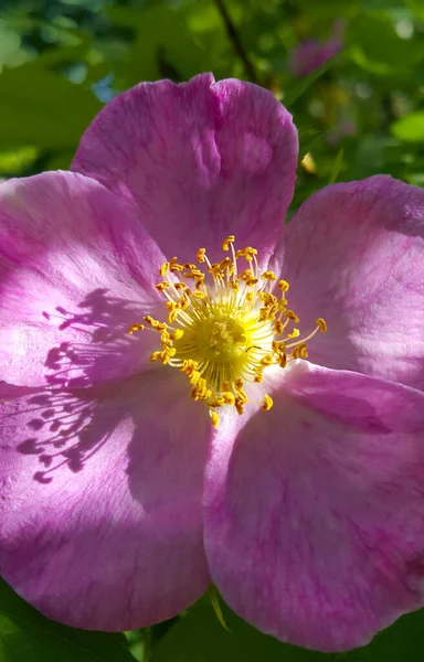 Beautiful Pink Flowers Dog Rose Bush Lit Sun Close — Stock Photo, Image
