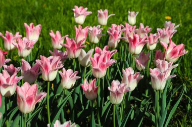 Bahar parkında güneşin aydınlattığı güzel pembe ve beyaz laleler.