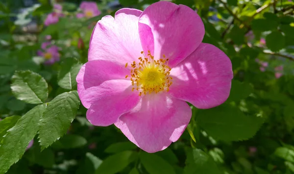 Beautiful Pink Flowers Dog Rose Bush Close — Stock Photo, Image