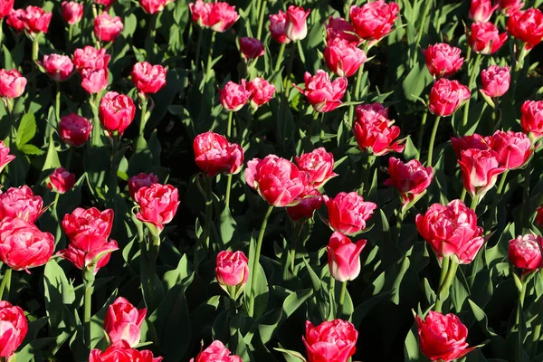 Vackra Karmosinröda Tulpaner Upplysta Solen Vårparken Naturlig Backgroud — Stockfoto