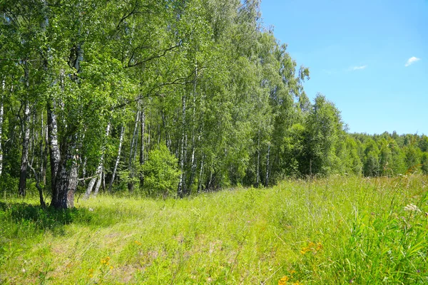Berkenbomen Aan Rand Van Het Bos Prachtig Zomers Landschap — Stockfoto