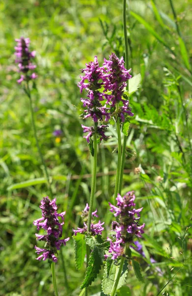 Betonica Officinalis Plante Médicinale Herbe Vivace Dans Champ Été — Photo