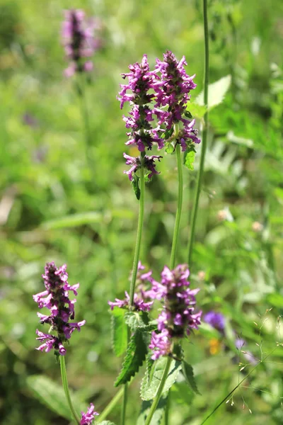 Betonica Officinalis Medicinal Plants Perennial Herb Summer Field — стокове фото