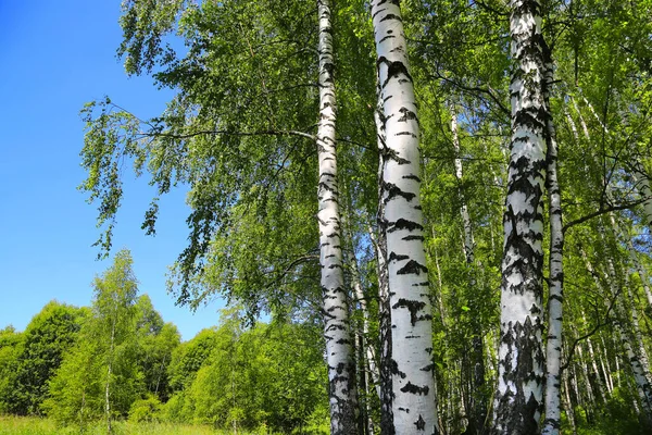 Hermosos Abedules Borde Del Bosque Paisaje Verano — Foto de Stock