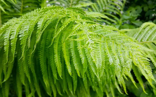 Follaje Verde Fresco Arbusto Helecho Con Gotas Agua Hermoso Fondo —  Fotos de Stock