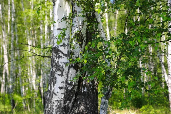 Belas Bétulas Floresta Verão Close — Fotografia de Stock