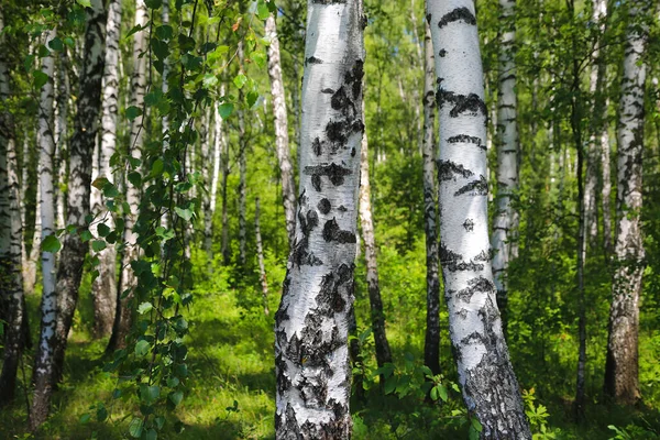 Prachtige Berkenbomen Het Zomerbos Close — Stockfoto