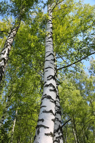 Beautiful Birch Trees Summer Forest Close — Stock Photo, Image