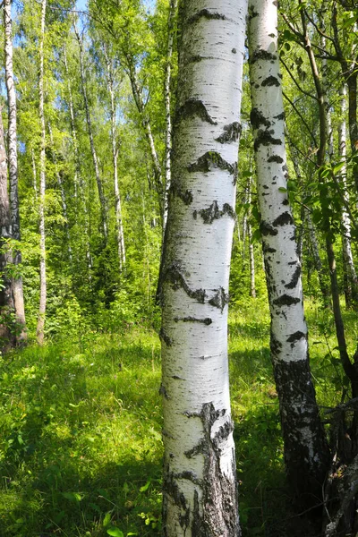 Yaz Ormanında Güzel Huş Ağaçları Yakın Plan — Stok fotoğraf