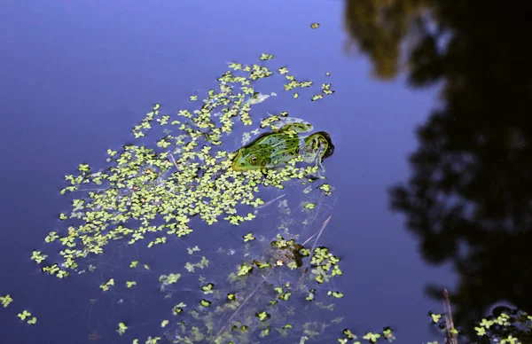 Zelená Žába Jezeře Detailní Záběr — Stock fotografie