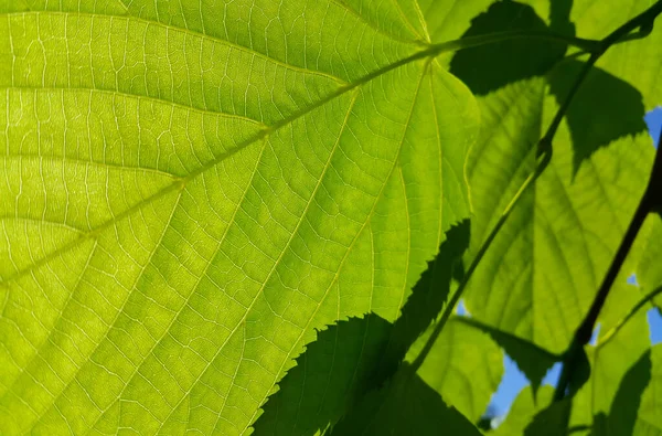 Čerstvě Zelené Listy Jarního Lípy Osvětlené Sluncem Detailní Záběr — Stock fotografie