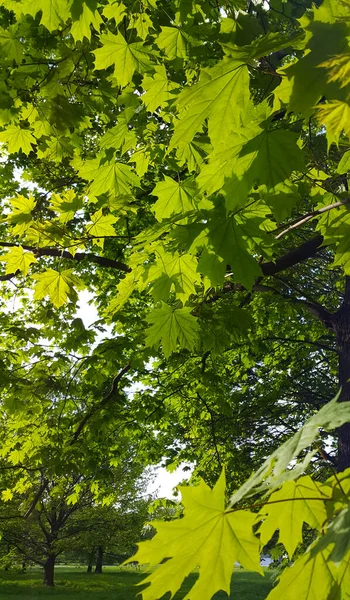 Primo Piano Dell Acero Con Fogliame Verde Fresco Nel Parco — Foto Stock