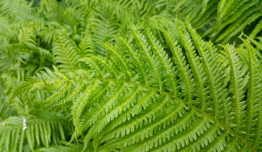 Taze yeşil eğreltiotu yaprakları, su damlaları, güzel doğal arka plan