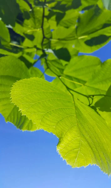 Zweig Mit Frischen Grünen Blättern Der Frühlingslinde Nahaufnahme Auf Blauem — Stockfoto