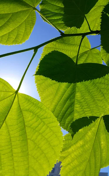 Gałąź Świeżymi Zielonymi Liśćmi Wiosennej Lipy Zbliżenie Tle Błękitnego Nieba — Zdjęcie stockowe