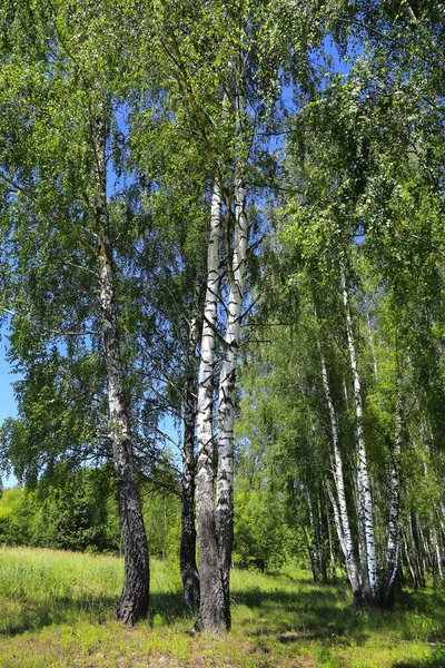 Gyönyörű Nyírfák Erdő Szélén Nyári Táj — Stock Fotó