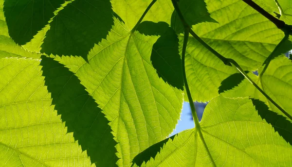 Świeże Zielone Liście Lipy Wiosennej Oświetlone Światłem Słonecznym Zbliżenie Naturalnego — Zdjęcie stockowe