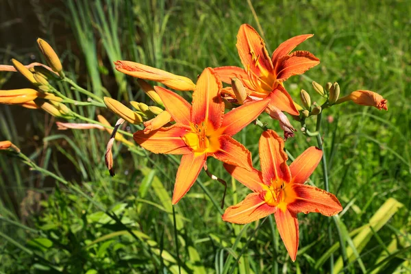 Vackert Ljust Orange Daglilja Nära Håll Sommarträdgården — Stockfoto