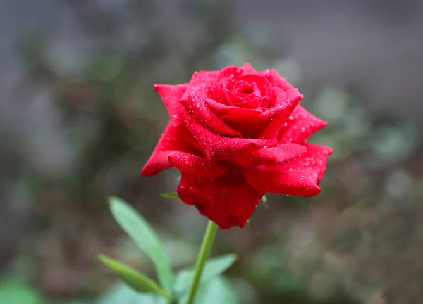 Красная Роза Каплями Воды Крупным Планом — стоковое фото