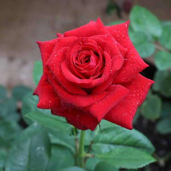 Красная Роза Каплями Воды Крупным Планом — стоковое фото