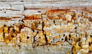 Çürüyen ahşap gövde dokusu çatlaklar ve delikler, haşereler tarafından yeniyor, yakın plan..