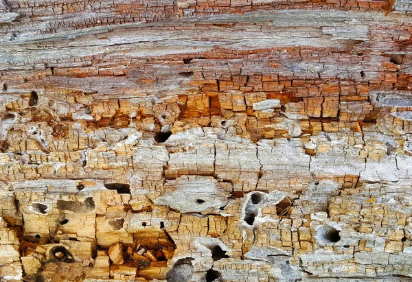 Texture Decaying Wood Trunk Cracks Holes Eaten Pests Closeup — Stock Photo, Image