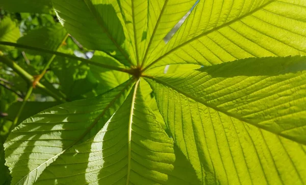 Taze Yeşil Yapraklı Kestane Ağacı Dalı Yakın Plan — Stok fotoğraf