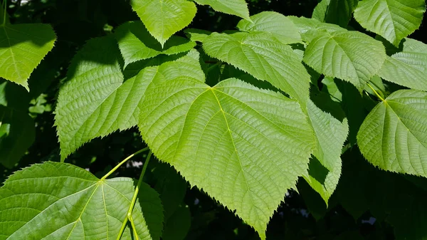 Hojas Verdes Frescas Tilo Primavera Iluminadas Por Luz Del Sol —  Fotos de Stock