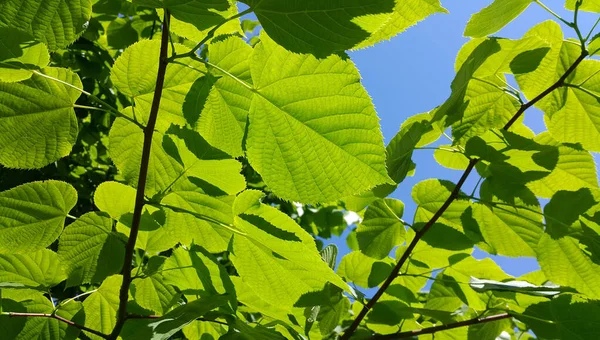 Taze Yeşil Ihlamur Yaprakları Güneş Işığıyla Aydınlatılır Mavi Arka Planda — Stok fotoğraf