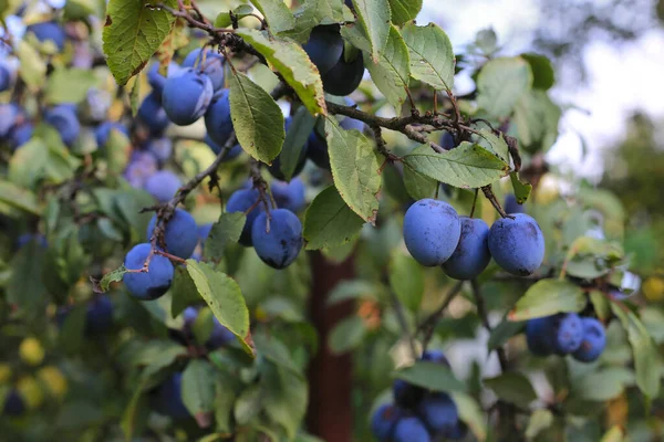 Pruimenboom Tak Met Helder Rijp Fruit — Stockfoto