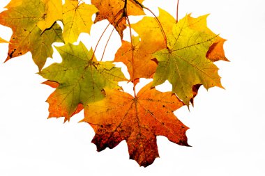 parlak akçaağaç Şubesi