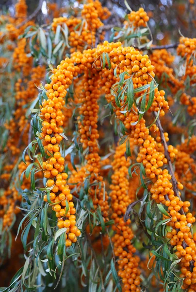 Branch of sea buckthorn berries — Stock Photo, Image