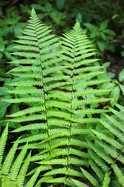Branch of fern — Stock Photo, Image