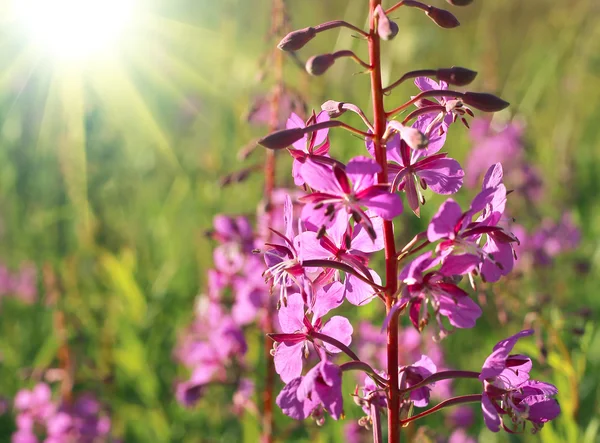 Flor selvagem de erva de salgueiro com luz solar — Fotografia de Stock