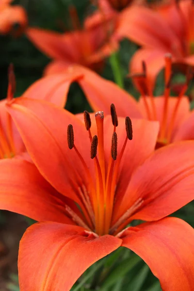 Lírio vermelho bonito — Fotografia de Stock