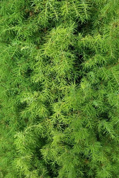 Branches of juniper — Stock Photo, Image