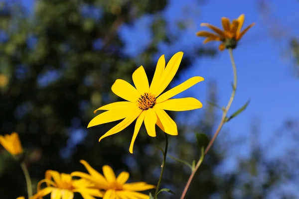 Alcachofa de Jerusalén flores —  Fotos de Stock