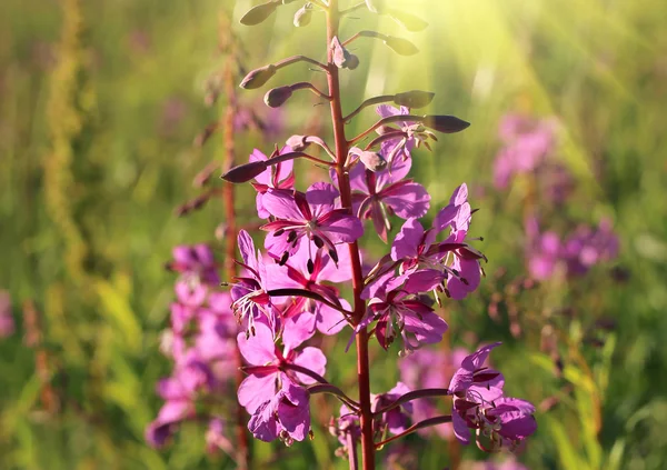 Wild flower of Willow-herb in the sunlight — Stock Photo, Image