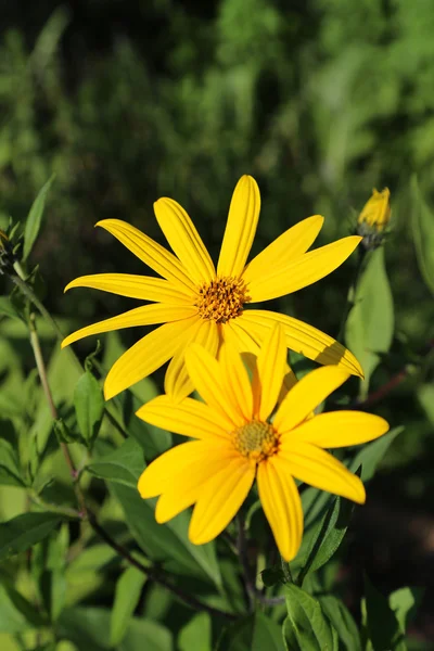 Jerusalem artichoke flowers — Stock Photo, Image