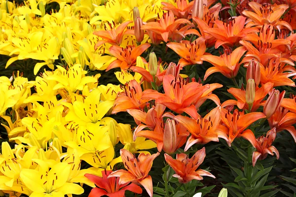 Natural background with colorful lilies — Stock Photo, Image