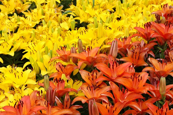 Fundo natural com lírios coloridos — Fotografia de Stock