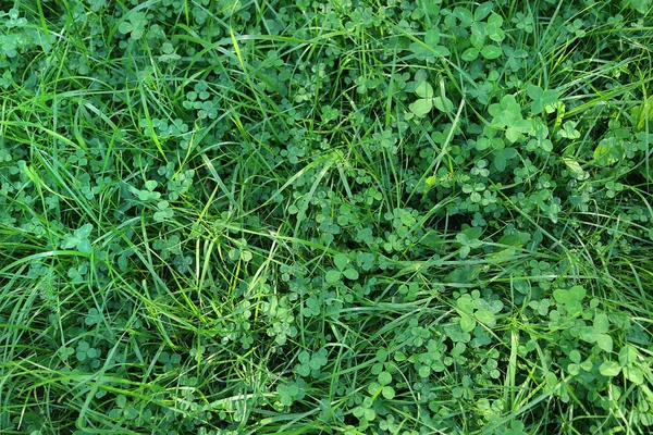 Ferskt grønt gress og kløverblader – stockfoto