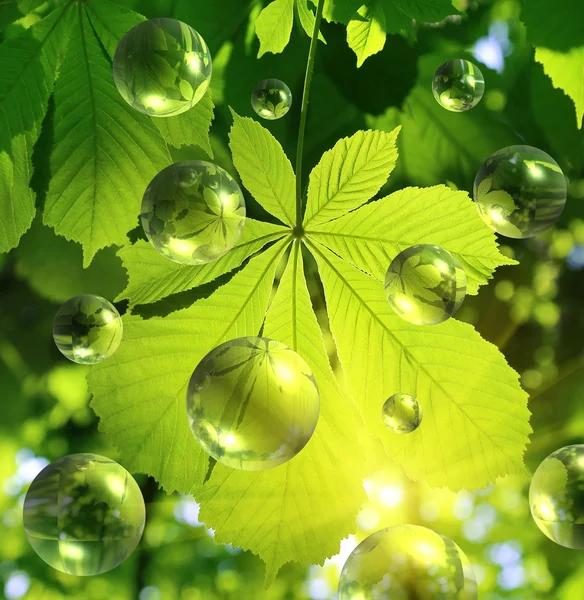 Hoja de castaño con burbujas transparentes abstractas — Foto de Stock