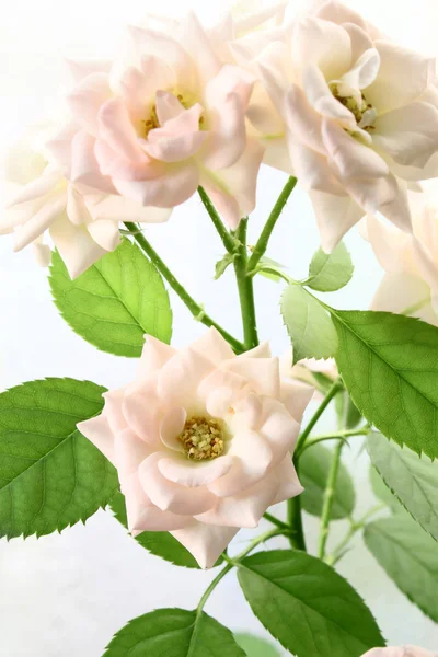 Ramo rose delicate — Foto Stock