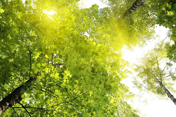 Green summer trees in the sky — Stock Photo, Image